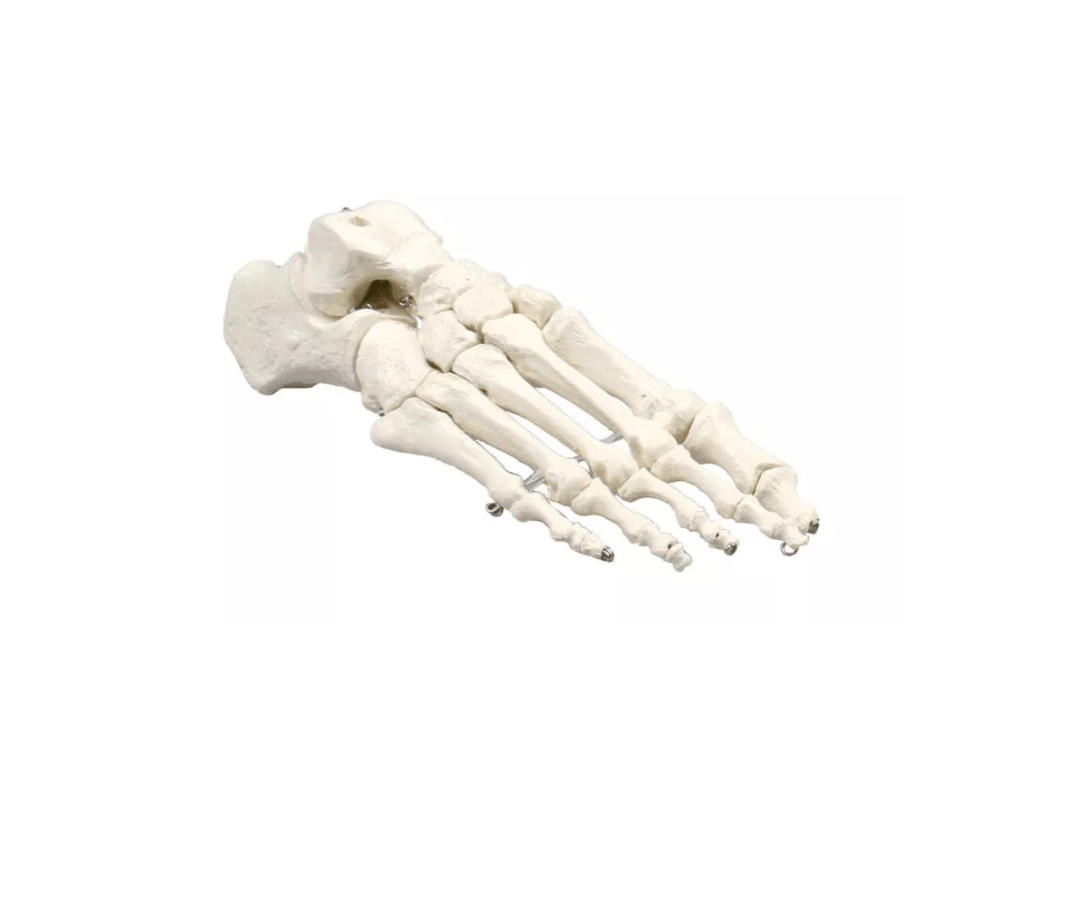 Fußskelett - Erler - Zimmer